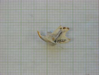 Media type: image;   Mammalogy 43950
